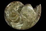 4.3" Fossil Nautilus (Aturia) - Boujdour, Morocco - #130638-1